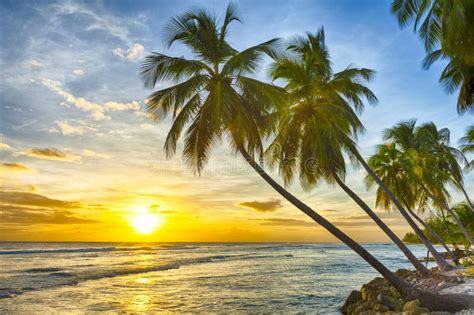 Barbados beach at sunset stock photo. Image of calm - 270844942