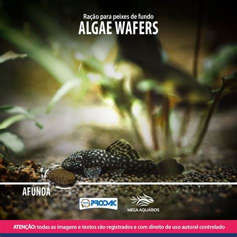 Ra O Peixe Fundo Prodac Algae Wafers G Spirulina Mega Aqu Rios