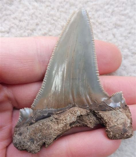 Otodus Angustidens Shark Tooth Teeth For Sale Megalodon Megalodon