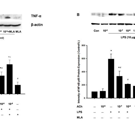 Acetylcholine Inhibits Lps Induced Tnf α Expression And Nf κb