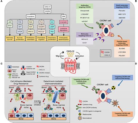 Frontiers Targeting CXCR4 In AML And ALL