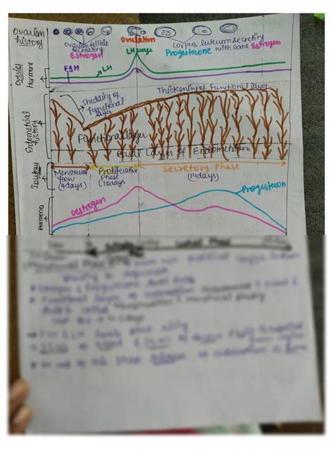 Solution Anatomy Of Menstrual Cycle Studypool