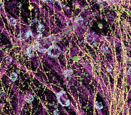 Automated Multiplexed D Super Resolution Cell Imaging With Dna Paint