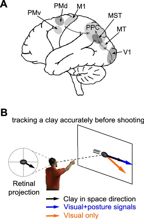 Velocity Visuomotor Transformation For Manual Tracking A Schematic