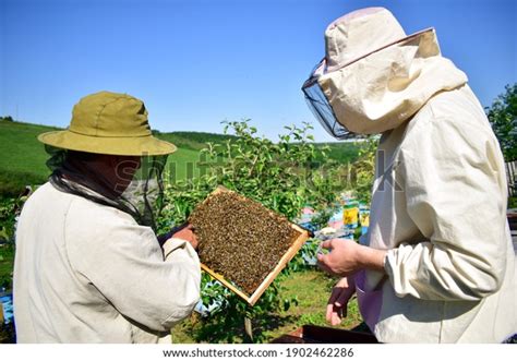 Two Beekeepers Works Honeycomb Full Bees Stock Photo 1902462286