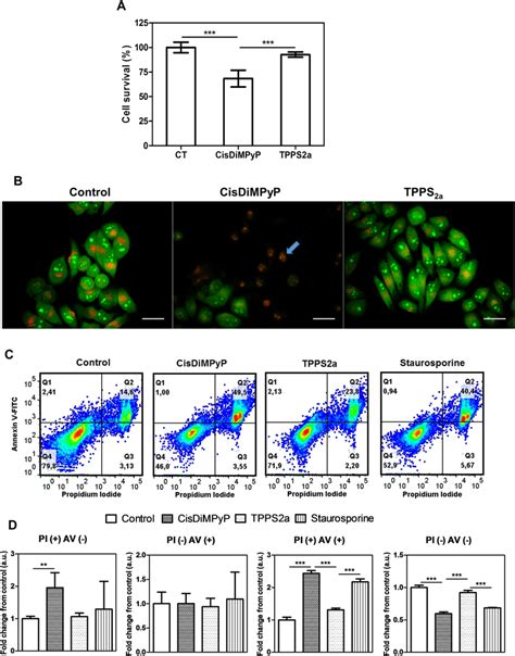 A Hela Cell Viability By Mtt Assay Of Control And Cells Incubated