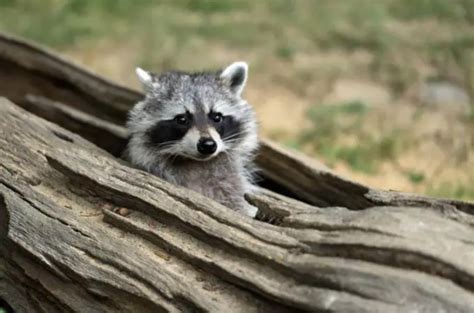 ᐅ Do Raccoons Eat Birds The Raccoon Diet