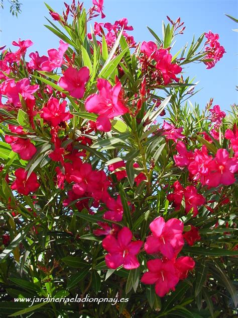 Jardineria Eladio Nonay NERIUM OLEANDER O ADELFA Jardinería Eladio Nonay