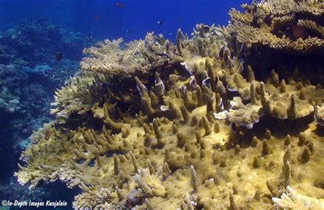 Acropora Sp Kwajalein Marshall Islands