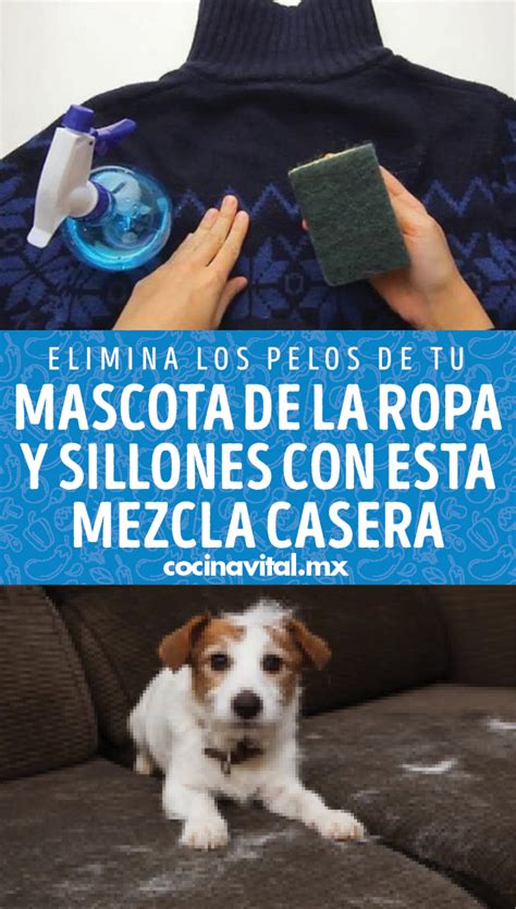 Elimina Los Pelos De Tu Mascota De La Ropa Y Sillones Con Esta Mezcla