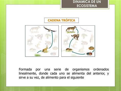 Ecosistemas Estructura Y Din Mica Ppt