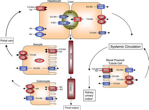 Role Of The Intestinal Bile Acid Transporters In Bile Acid And Drug