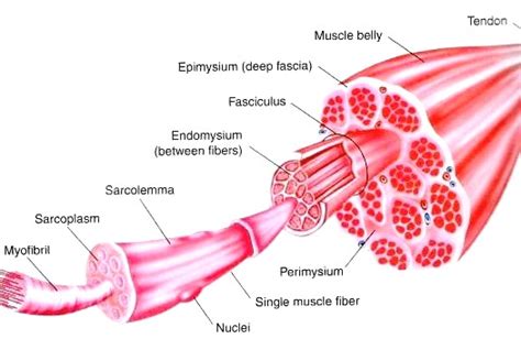 Muscular System Dr Hunters Anatomy And Physiology