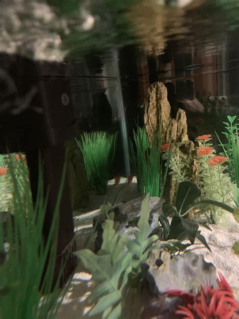 is it normal goldfish hiding safely 2