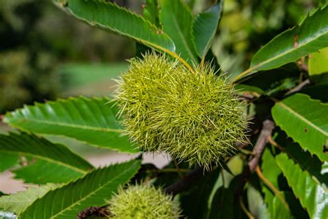 Sweet Chestnuts Chestnut - Free photo on Pixabay