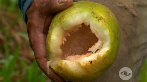 Guía completa para el cultivo exitoso de badea consejos técnicas y