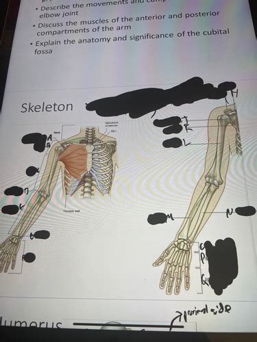 Anatomy Arm And Proximal Forearm Flashcards Quizlet