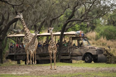 Two Month Old Giraffe Welcomed into Kilimanjaro Safaris Savanna — The ...