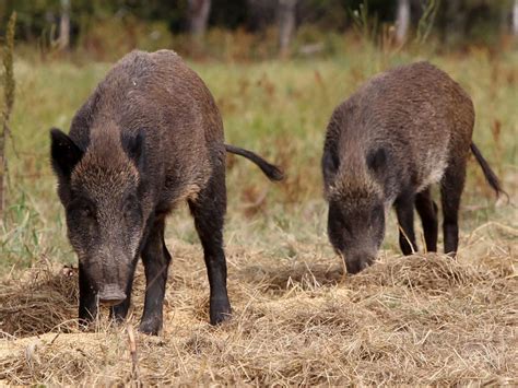 U.S. on guard against Alberta 'immigrunts' — destructive wild boars ...