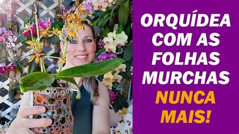 Orquídea na Garrafa Pet a Melhor Forma de Fazer Semi Hidroponia