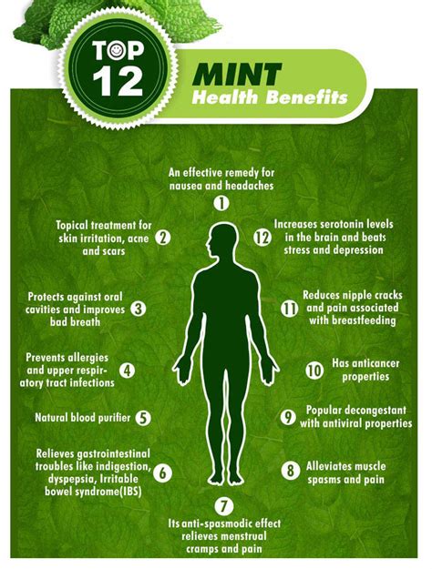 Mint Plant Health Benefits Of