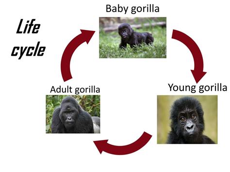 Ppt Gorillas Powerpoint Presentation Free Download Id2597099