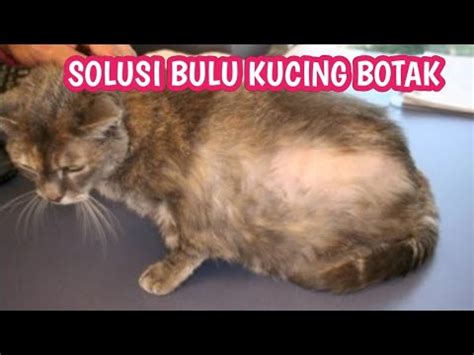 CARA MENGATASI BULU KUCING BOTAK SUSAH TUMBUH YouTube