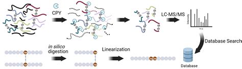 Carboxypeptidase Y Assisted Disulfide Bond Identification With