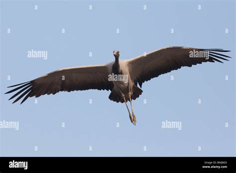 Demoiselle Crane flying, Kichan, Rajasthan, India Stock Photo - Alamy