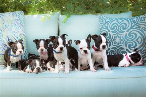 6 Boston Terrier Colors & Markings (With Pictures) | Hepper