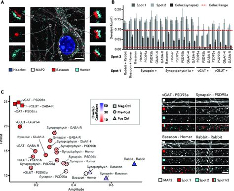 Synapse Marker Colocalization Improves Selectivity For Mature Synapses Download Scientific