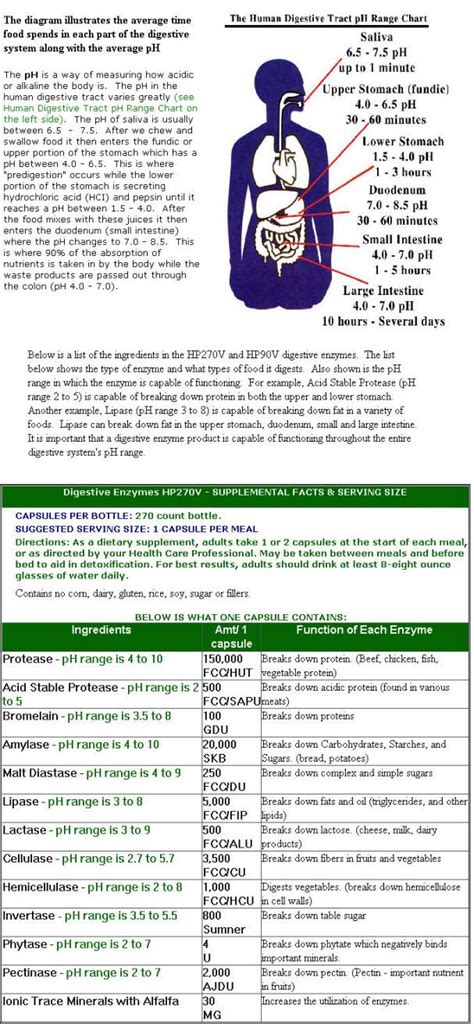 Digestive Enzymes Overview Digestion Digestive Enzymes Enzymes