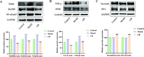 Expression Levels Of Tlr 4 Myd88 Nf κb P65 Tnf α Inos Occludin And