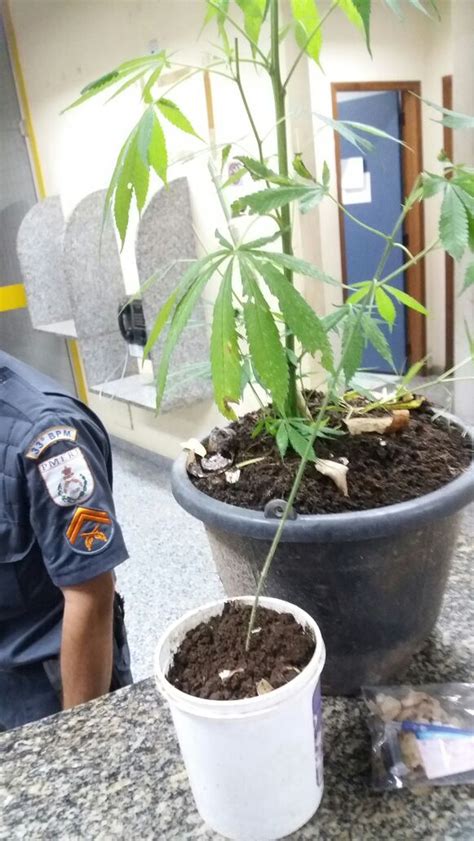 Polícia prende homem que cultivava maconha em vaso de planta em Paraty