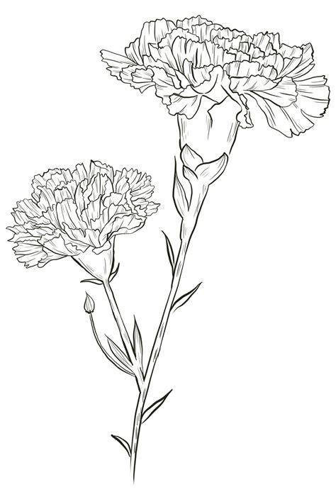 Carnation Flower Line Art Png