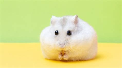 Why Do Hamsters Stuff Their Cheeks 4 Common Reasons Fur Wings