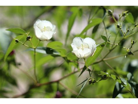 21 Flowers That Look Like Hibiscus Perennial And Annual Harvest Indoor