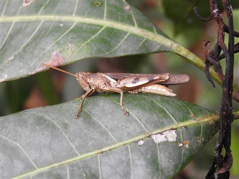 tropical sharptail  north luwu regency south sulawesi indonesia
