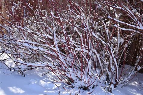 How To Grow And Care For Red Twig Dogwood Gardeners Path