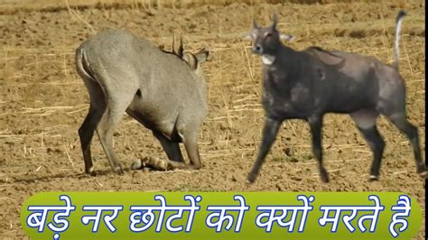 Nilgai Ki Khatrnak Ladayi Kyon Hoti Hai YouTube