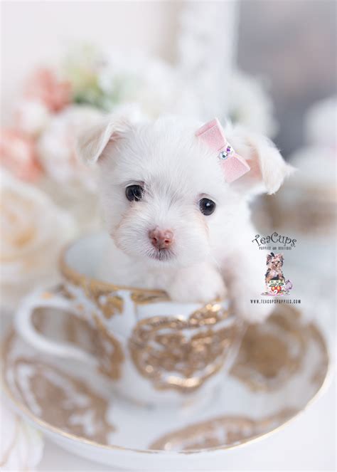 PomChi Puppy #393 | Teacup Puppies & Boutique