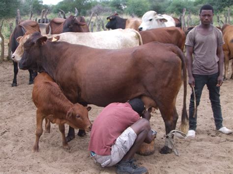 Mangetti Farmers Urged To Go Commercial The Namibian