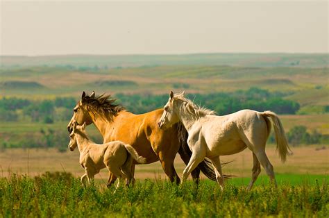 Wild Mustangs Black Hills Wild Horse Sanctuary Hot Springs South