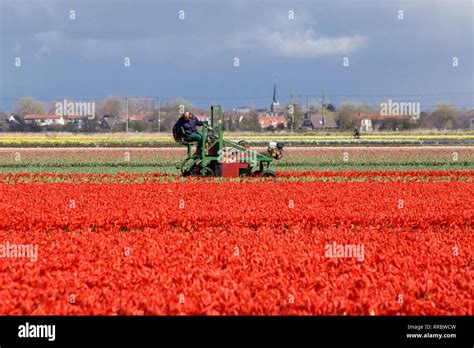 Tulip Harvesting Machine Working In A Field Of Red Tulips Against Teh