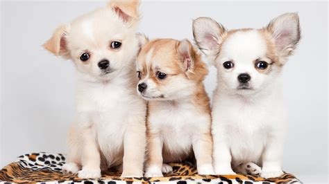 Three Little Funny Chihuahua Puppies Hd Wallpaper Peakpx