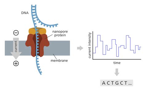 What Is Oxford Nanopore Technologies ONT Sequencing