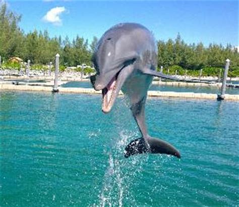 Swim With Dolphins in the Bahamas