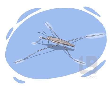 Definition & Meaning of "Water strider" | LanGeek