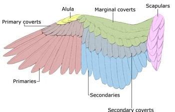 Anatomy Of A Feather - Anatomy Reading Source