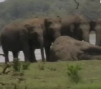 Heartbreaking moment a herd of elephants mourning dead leader ...